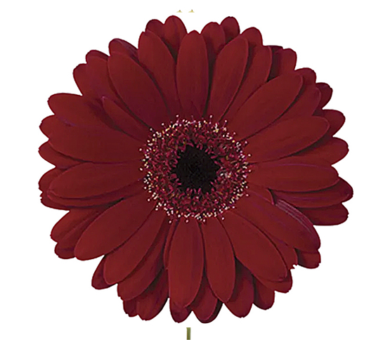 burgundy-gerbera.jpg