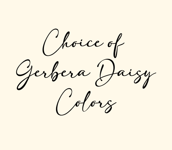 choice-of-gerbera-daisey.jpg
