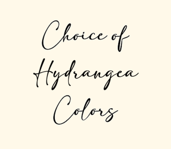 choice-of-hydrangea-fixed.jpg