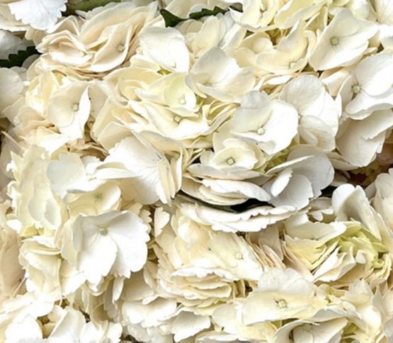 cream-blush.jpg