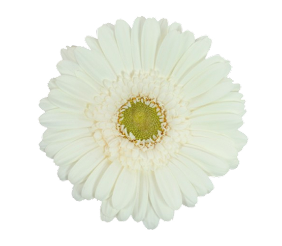 gerbera-white-mini.jpg