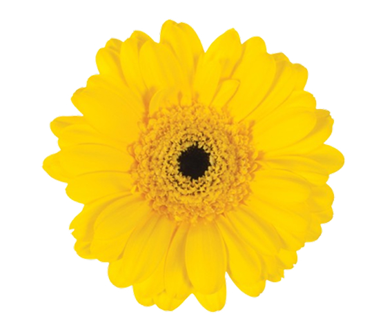 gerbera-yelloow.jpg