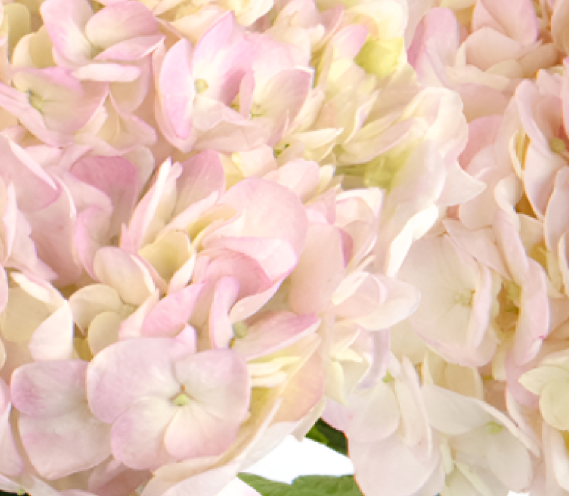 golden-pink.png