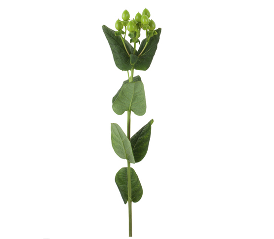 green-berries.jpg