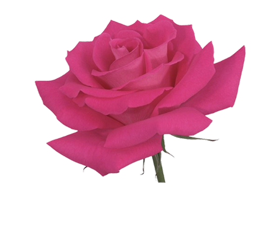 hot-pink-rose.jpg