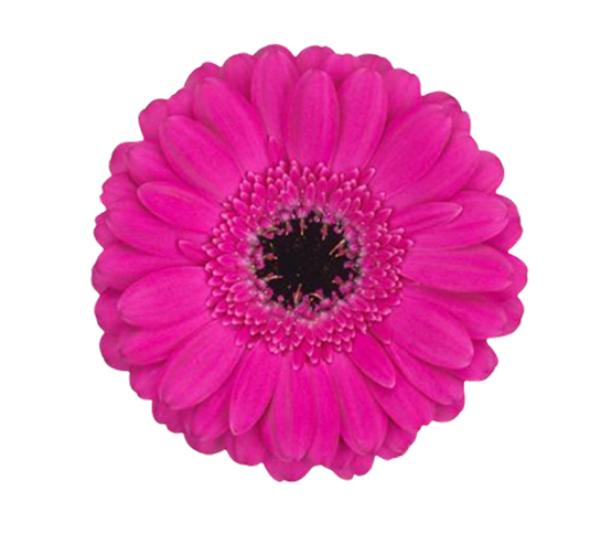 hot-pink.jpg