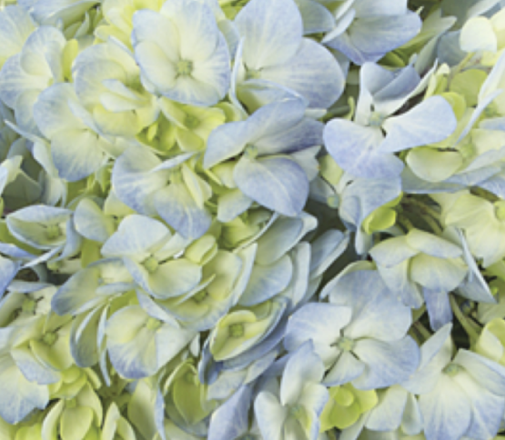 hydrangea-blue-green-51266DV.png
