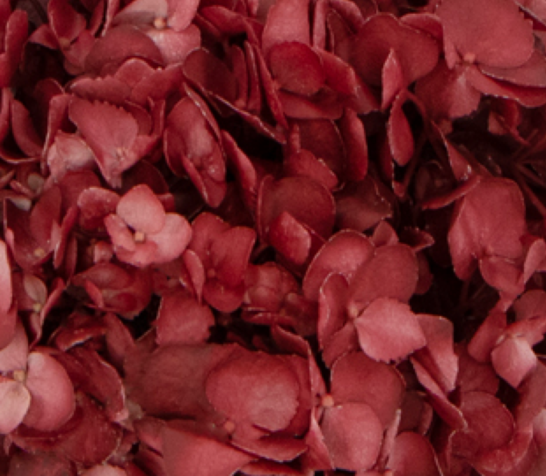 hydrangea-burgundy.png