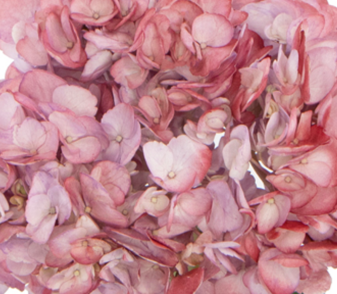 hydrangea-dusty-burgundy.png