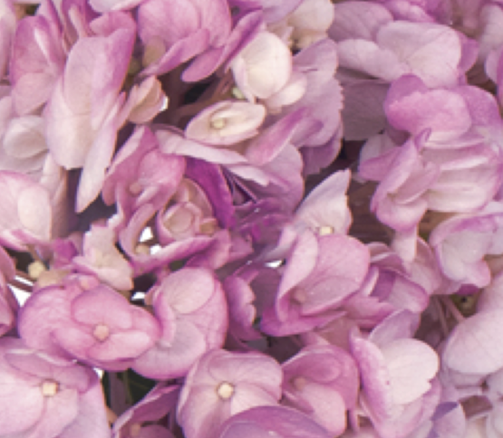 hydrangea-dusty-mauve-18117DV.png
