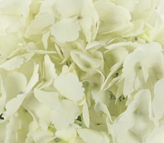 hydrangea-white-43476DV.png