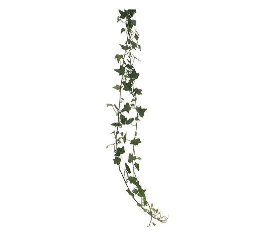ivy-green.jpg