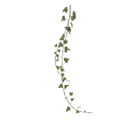 ivy.jpg