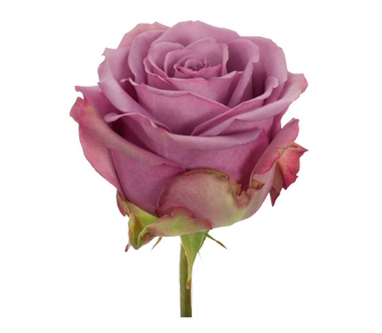 lavendar-rose.jpg
