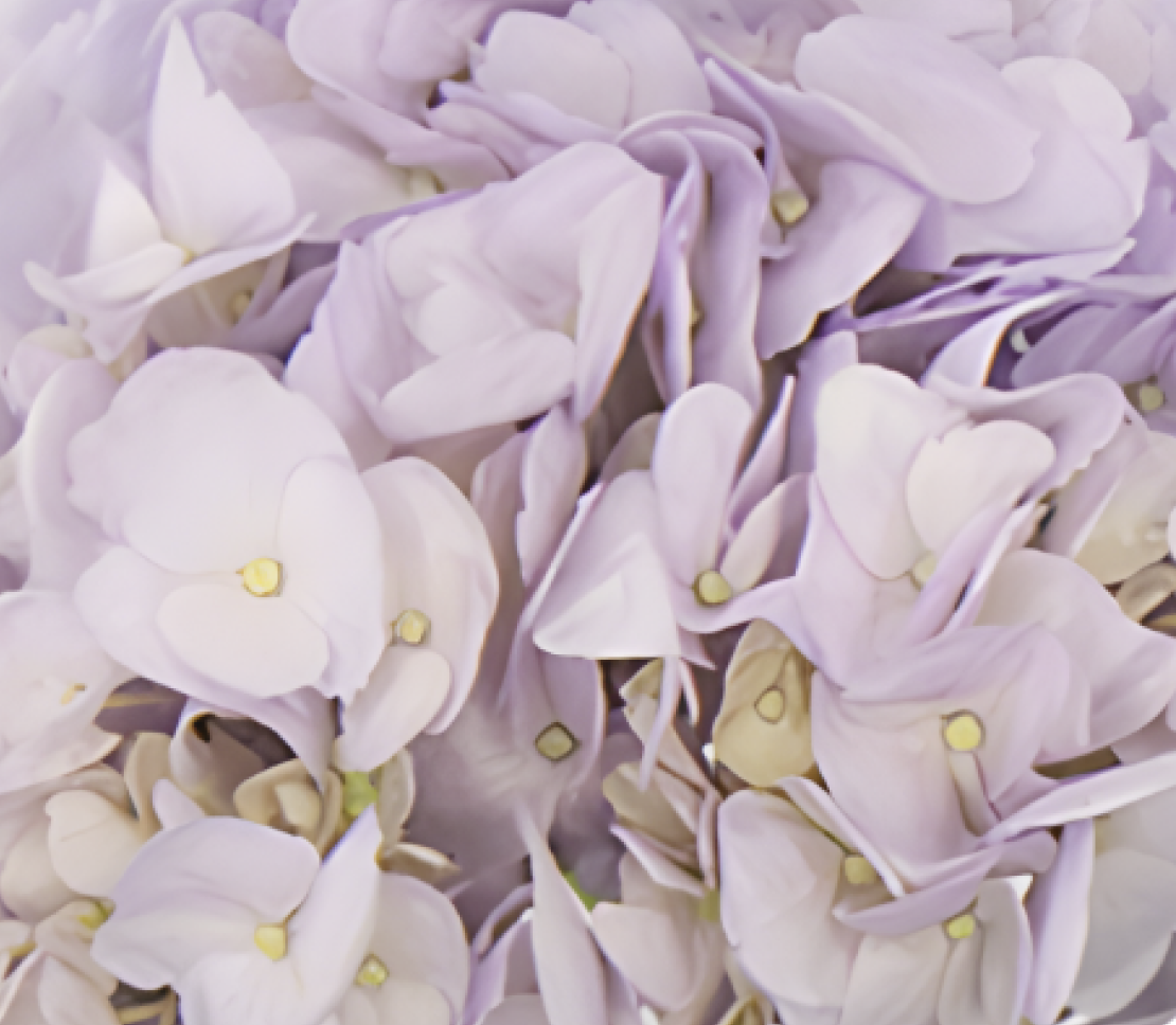 lavender-new.png