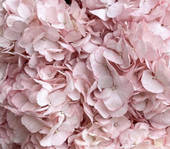 light-pink.jpg
