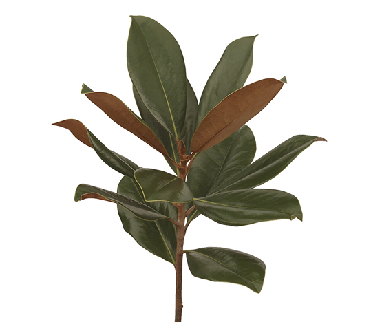 mangolia-foliage-cali.jpg