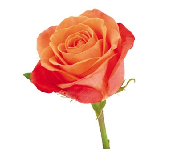orange-flo.jpg