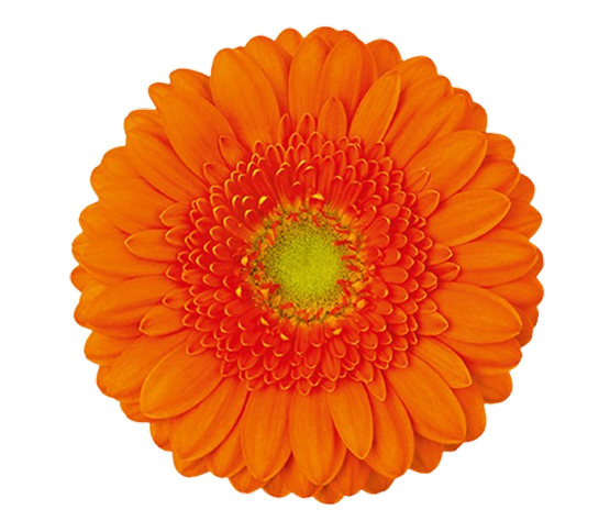orange.jpg