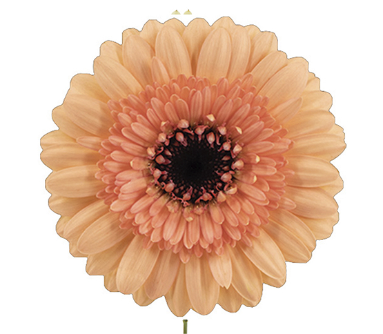 peach-gerbera.jpg