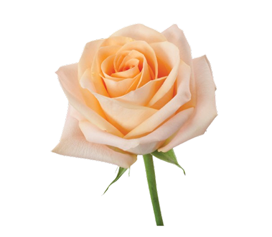 peach-rose.jpg