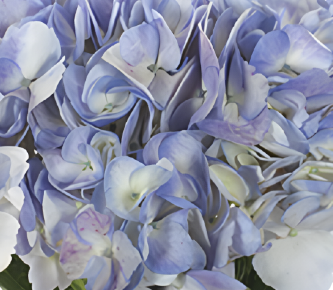 periwinkle-new.png