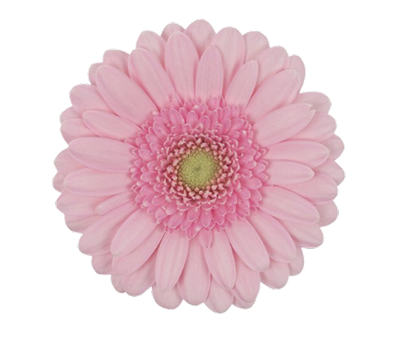 pink-gerbera-mini.jpg
