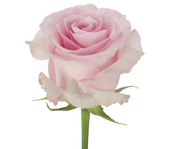 pink-rose.jpg