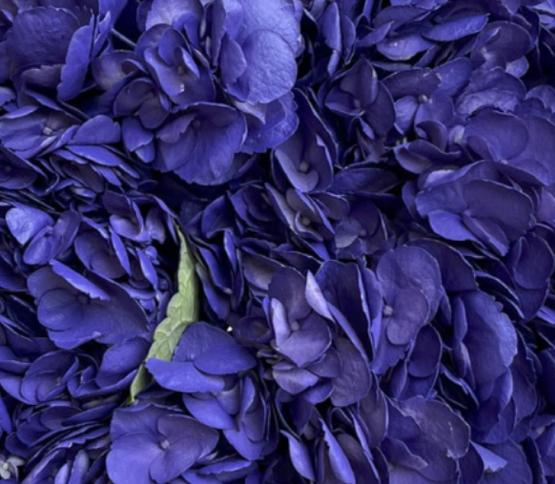 purple.jpg