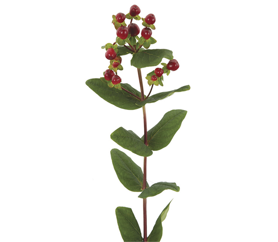 red-berries.jpg