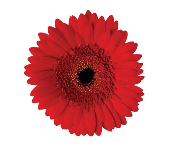red-gerbera.jpg