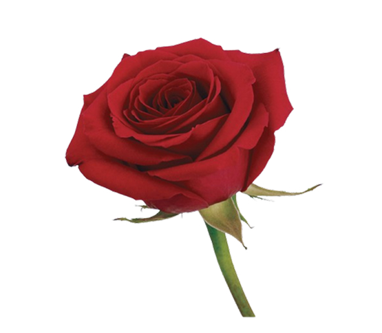 red-rose.jpg