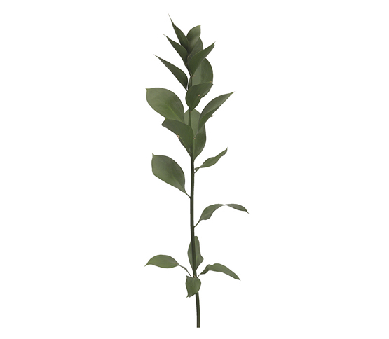 ruscus-florida.jpg