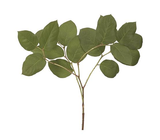salal-little.jpg