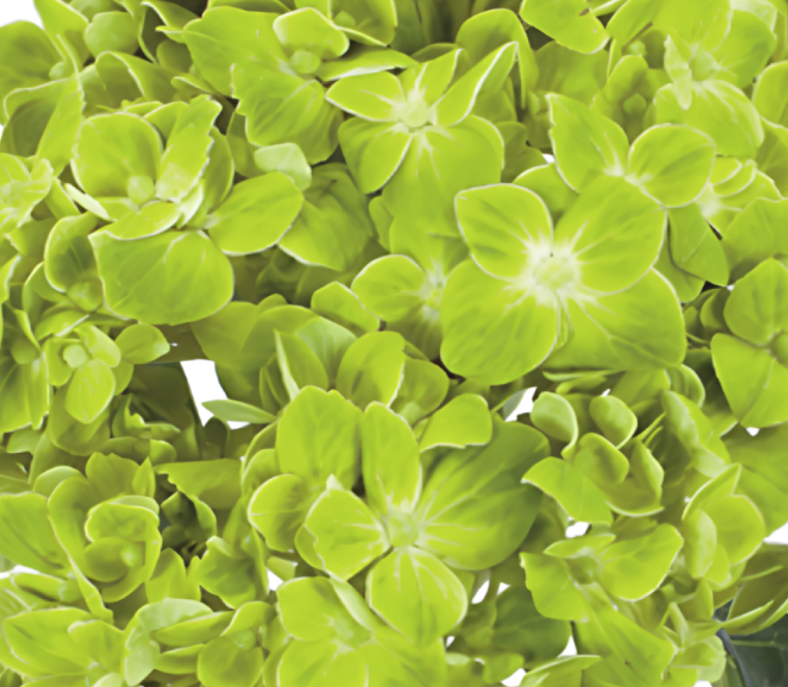 shamrock-new.png