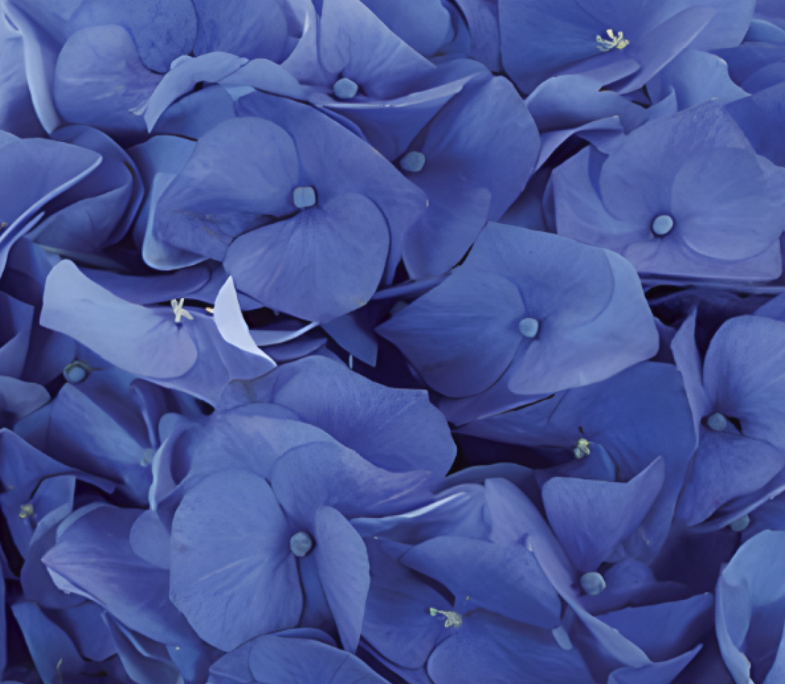 shocking-blue-new.png