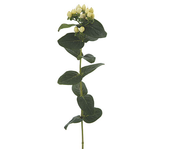 white-berry.jpg