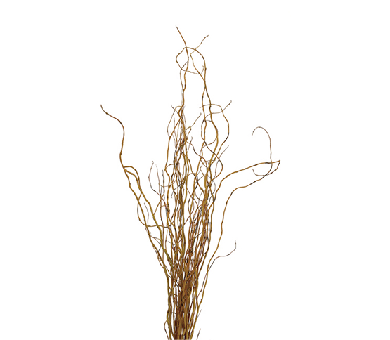 willow-curly-tips.jpg