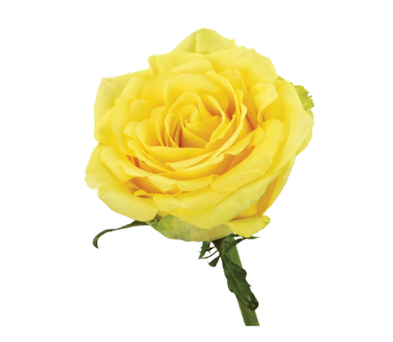 yellow-rose.jpg